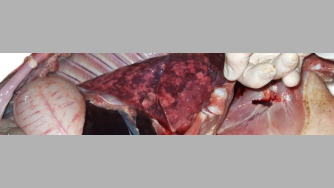 Powiększone, niezapadnięte, gumowate, marmurkowe płuca świadczą o śródmiąższowym zapaleniu płuc