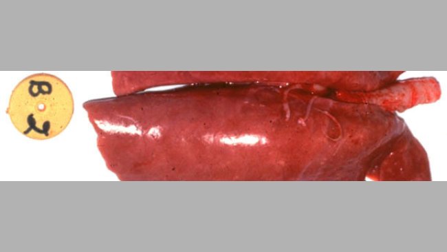 Figure 1. Gross lung lesion