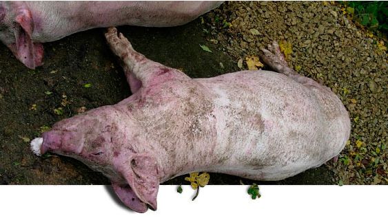 Dead pigs necropsied in the farm at the 1st visit