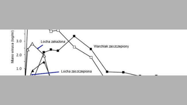 Effect of pig age on PRRSV growth