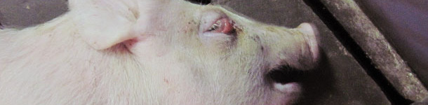 Pięciotygodniowy warchlak w pozycji leżącej z obrzękiem powiek.