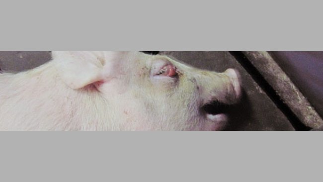 Pięciotygodniowy warchlak w pozycji leżącej z obrzękiem powiek.