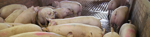 Proposal to reduce variability of live weight at slaughter