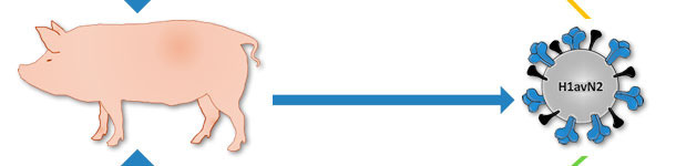 Origin of H1avN2 virus described in Denmark and France