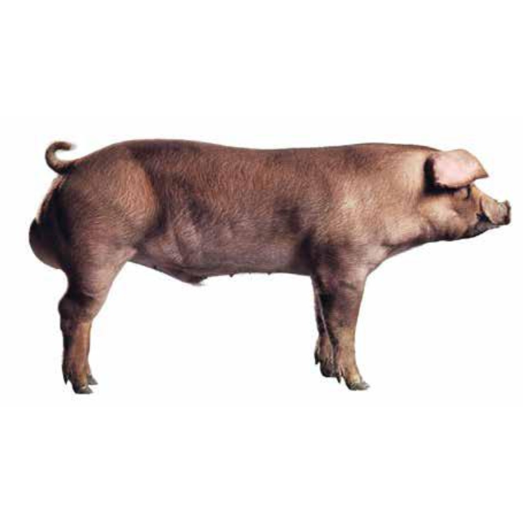 TOPIGS NORSVIN DUROC